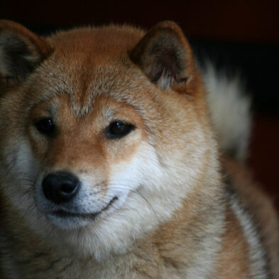Hoshibaru - Shiba Inu Kennel