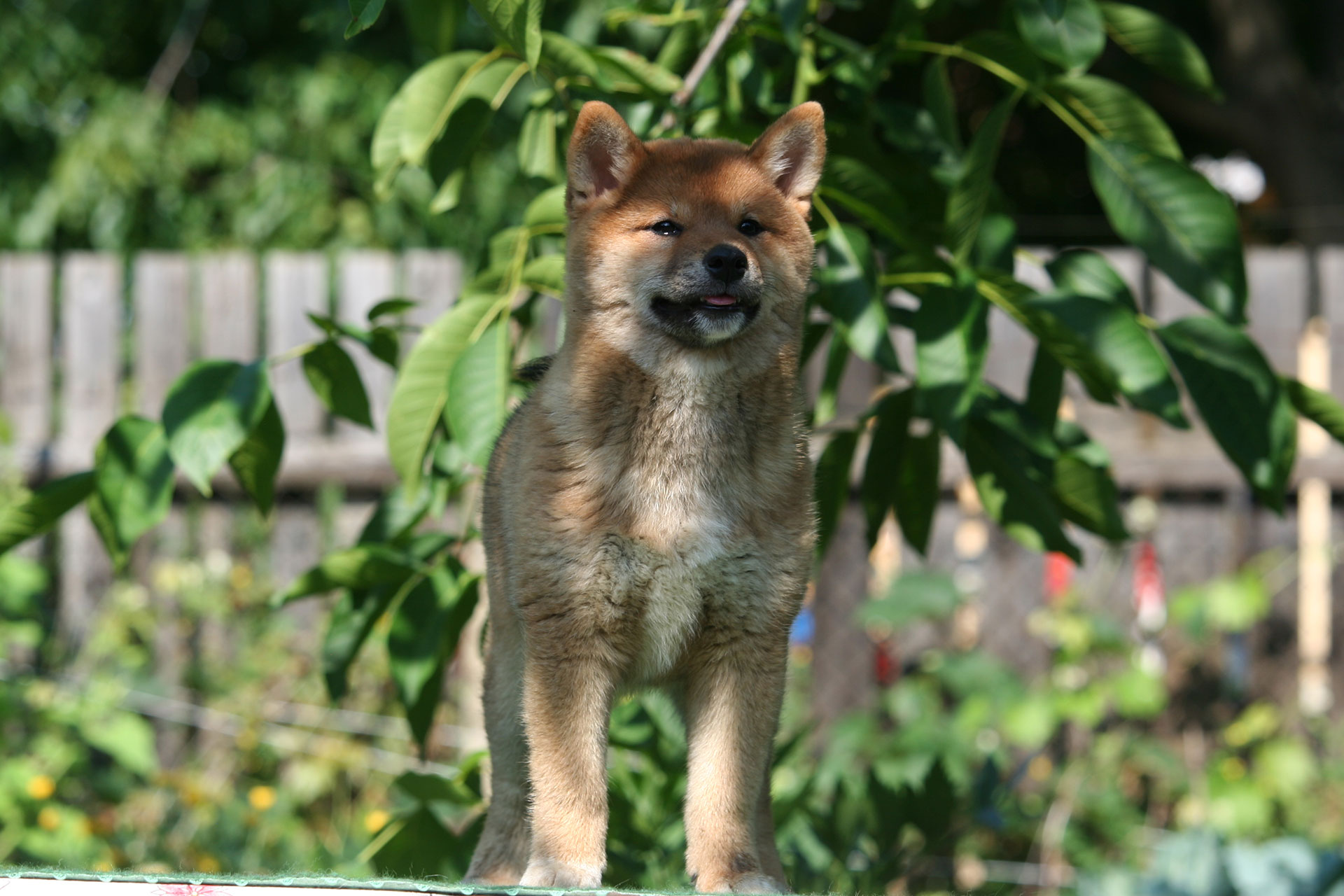 Hoshibaru - Shiba Inu Kennel A alom - A Funny Surprise