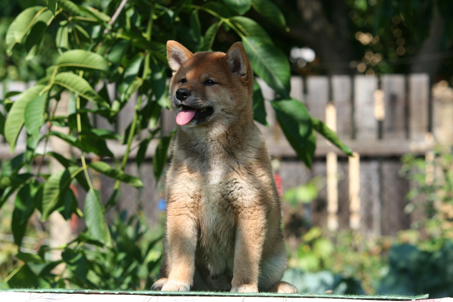 Hoshibaru - Shiba Inu Kennel A alom - A Funny Surprise