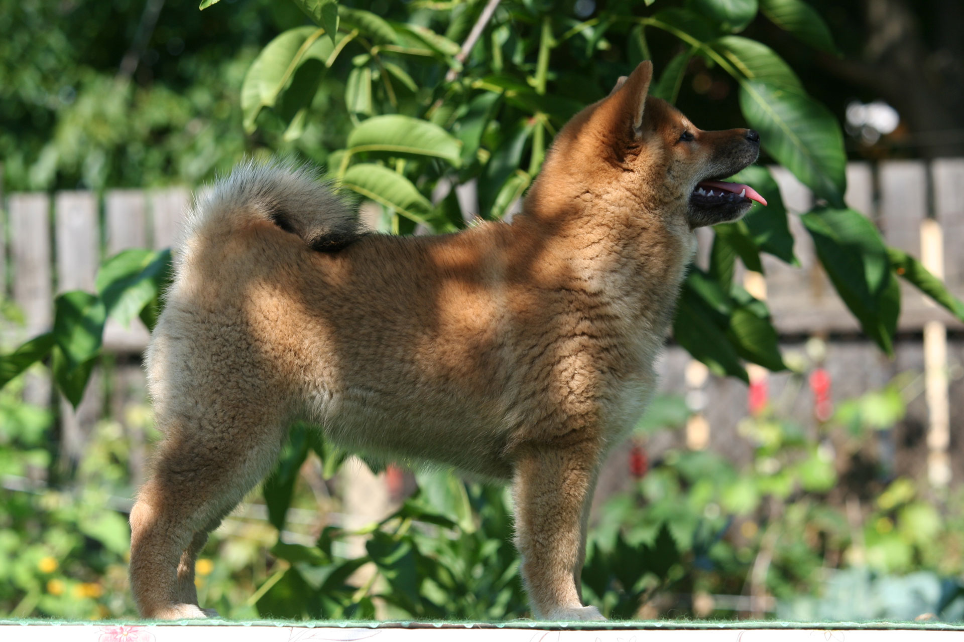 Hoshibaru - Shiba Inu Kennel A alom - A Funny Surprise