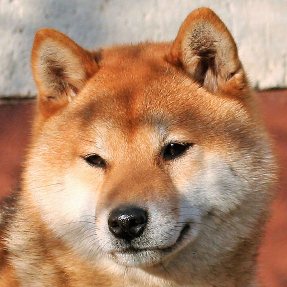 Hoshibaru - Shiba Inu Kennel SHIOMARU LISTEN TO YOUR HEART Hoshibaru - Shiba Inu Kennel