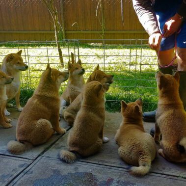 Hoshibaru - Shiba Inu Kennel