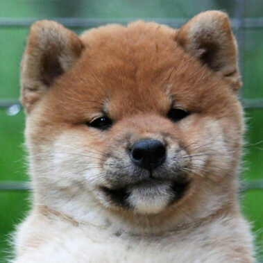 Hoshibaru - Shiba Inu Kennel