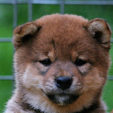 Hoshibaru - Shiba Inu Kennel