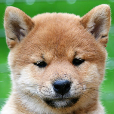 Hoshibaru - Shiba Inu Kennel