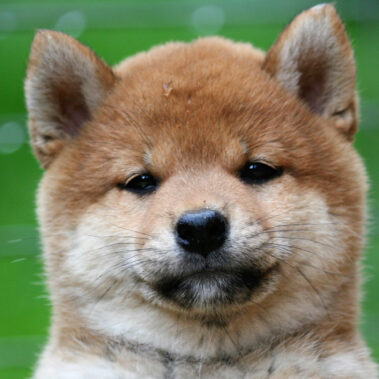 Hoshibaru - Shiba Inu Kennel