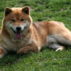 Hoshibaru - Shiba Inu Kennel