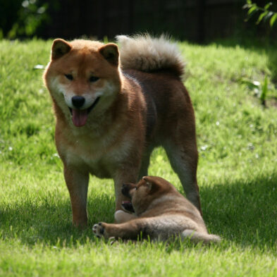 Hoshibaru - Shiba Inu Kennel