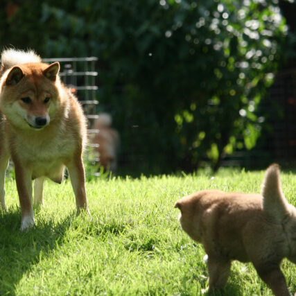 Hoshibaru - Shiba Inu Kennel