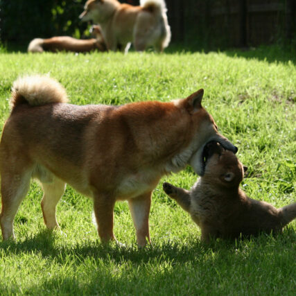 Hoshibaru - Shiba Inu Kennel