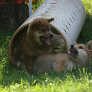 Hoshibaru - Shiba Inu Kennel
