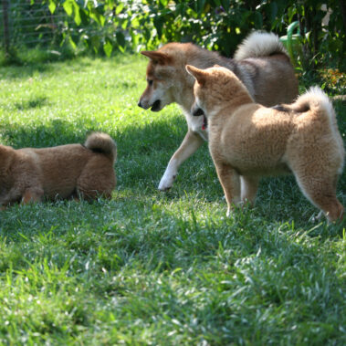Hoshibaru - Shiba Inu Kennel