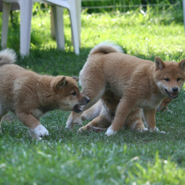 Hoshibaru - Shiba Inu Kennel