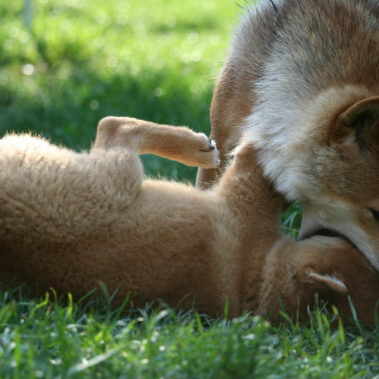 Hoshibaru - Shiba Inu Kennel