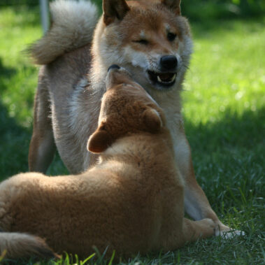 Hoshibaru - Shiba Inu Kennel