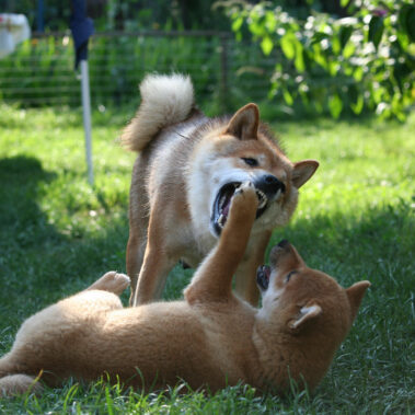 Hoshibaru - Shiba Inu Kennel