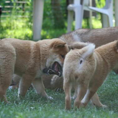 Hoshibaru - Shiba Inu Kennel