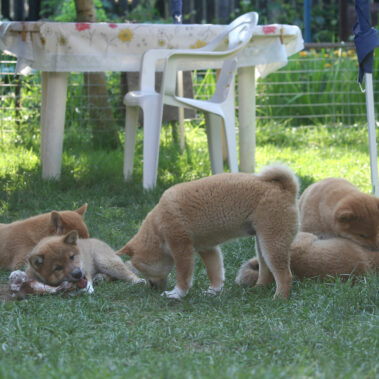 Hoshibaru - Shiba Inu Kennel