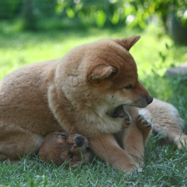 Hoshibaru - Shiba Inu Kennel