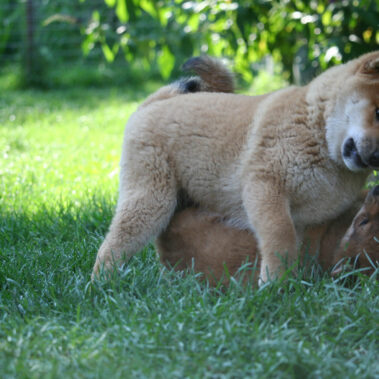 Hoshibaru - Shiba Inu Kennel