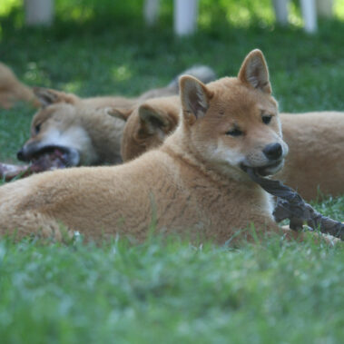Hoshibaru - Shiba Inu Kennel