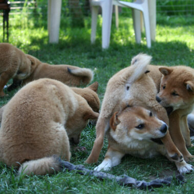 Hoshibaru - Shiba Inu Kennel