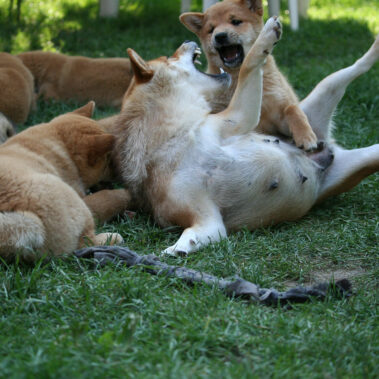 Hoshibaru - Shiba Inu Kennel
