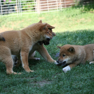 Hoshibaru - Shiba Inu Kennel