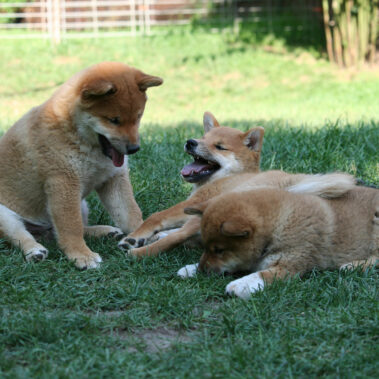 Hoshibaru - Shiba Inu Kennel