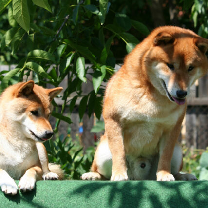 Hoshibaru - Shiba Inu Kennel