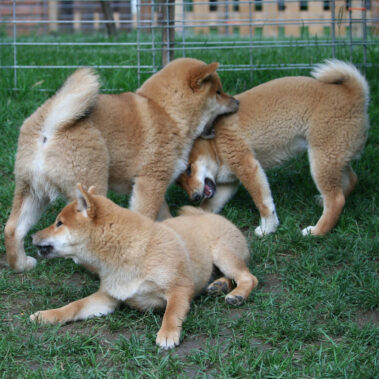 Hoshibaru - Shiba Inu Kennel