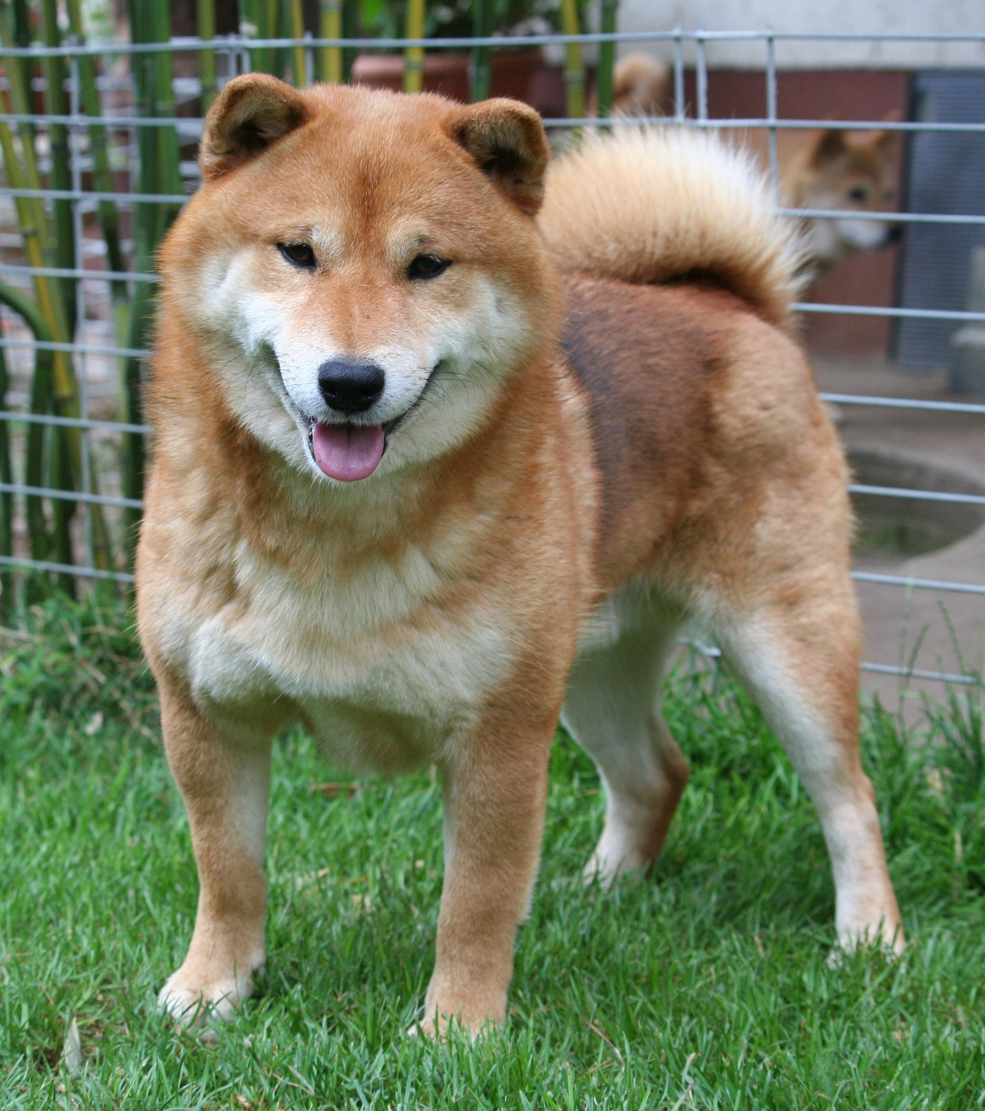 Hoshibaru - Shiba Inu Kennel