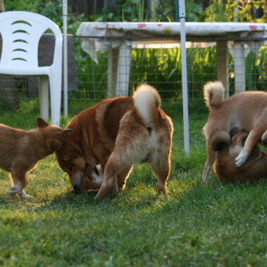 Hoshibaru - Shiba Inu Kennel
