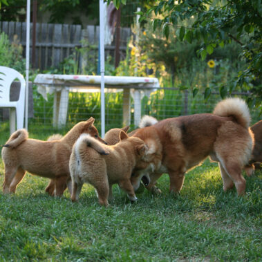 Hoshibaru - Shiba Inu Kennel