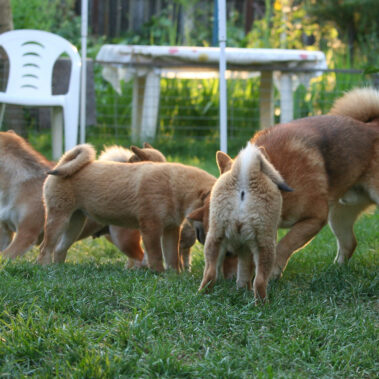 Hoshibaru - Shiba Inu Kennel