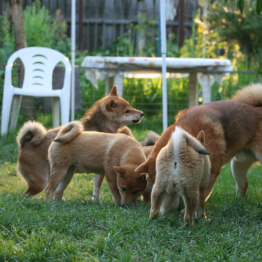Hoshibaru - Shiba Inu Kennel