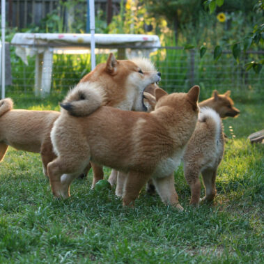Hoshibaru - Shiba Inu Kennel