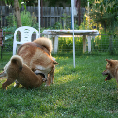 Hoshibaru - Shiba Inu Kennel