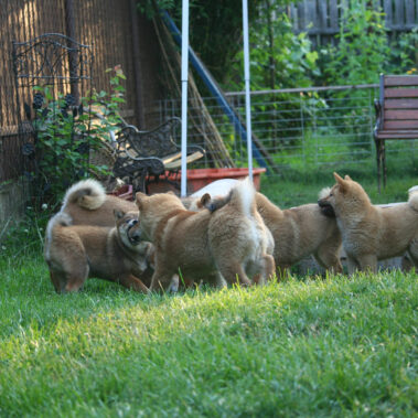 Hoshibaru - Shiba Inu Kennel