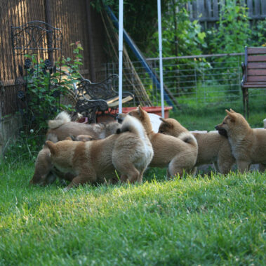 Hoshibaru - Shiba Inu Kennel