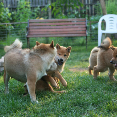 Hoshibaru - Shiba Inu Kennel