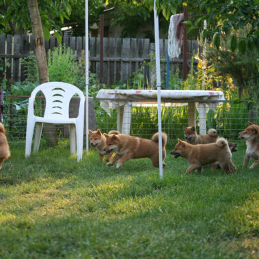Hoshibaru - Shiba Inu Kennel