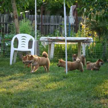 Hoshibaru - Shiba Inu Kennel