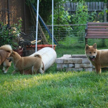 Hoshibaru - Shiba Inu Kennel