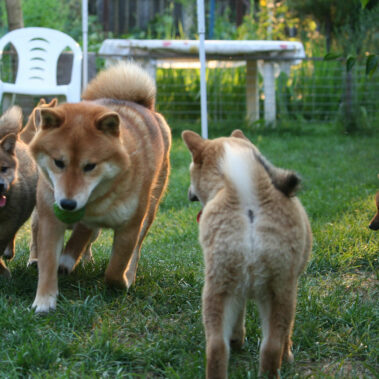 Hoshibaru - Shiba Inu Kennel