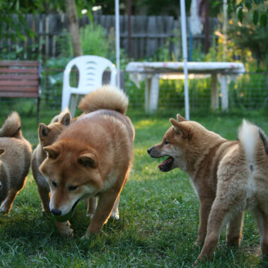 Hoshibaru - Shiba Inu Kennel