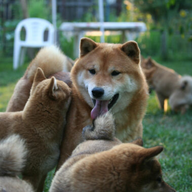 Hoshibaru - Shiba Inu Kennel