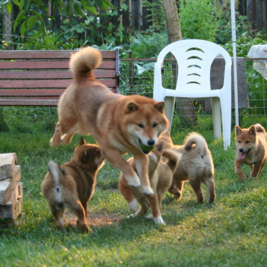 Hoshibaru - Shiba Inu Kennel