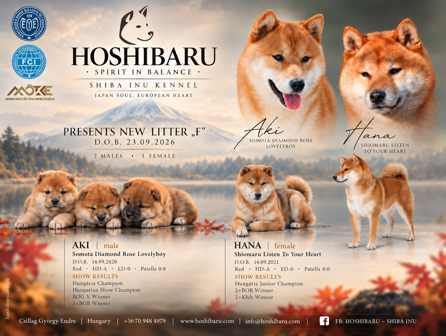 Őszi Shiba Inu alom bemutató plakát